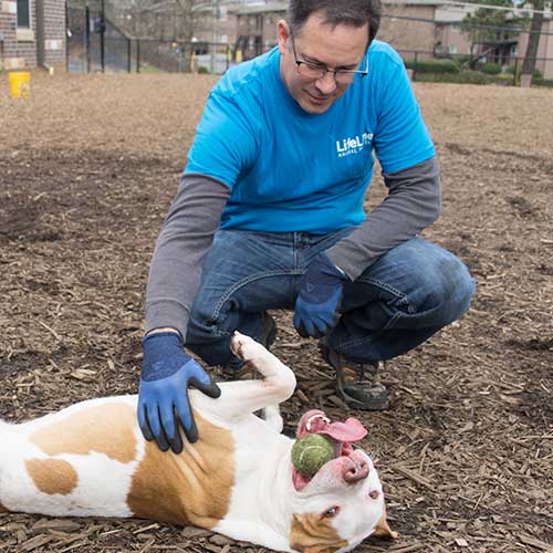 a lifeline volunteer petting a dog while the dog plays with a tennis ball and rolls on its back