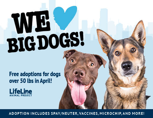 We Heart Big Dogs Free Adoptions Dogs 50lbs+